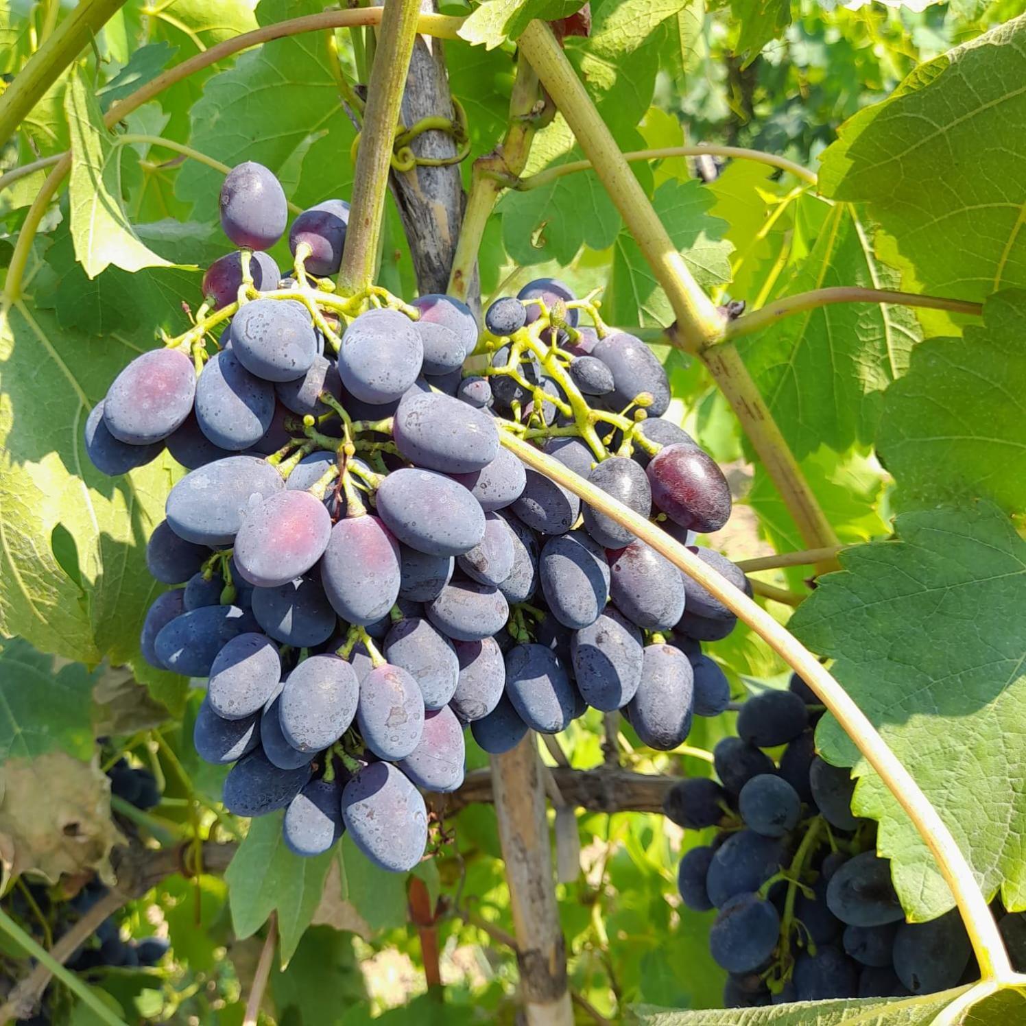 Villa Besart Μπεράτ Εξωτερικό φωτογραφία